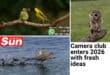 A photo of two birds feeding, a duck taking off from water and an owl