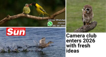 A photo of two birds feeding, a duck taking off from water and an owl