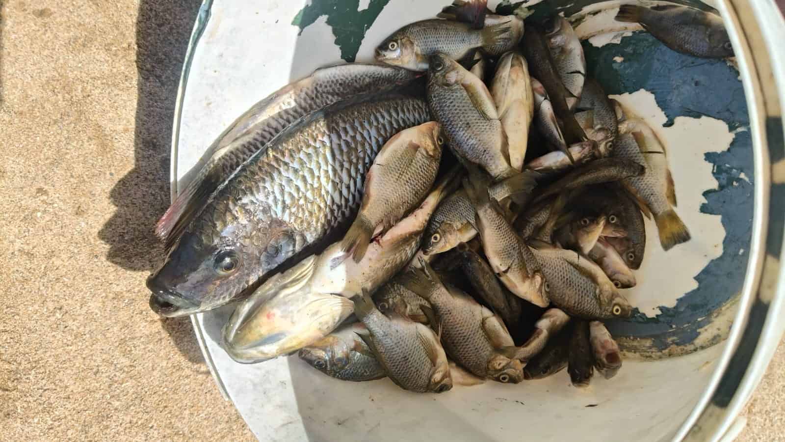 fish in a bucket