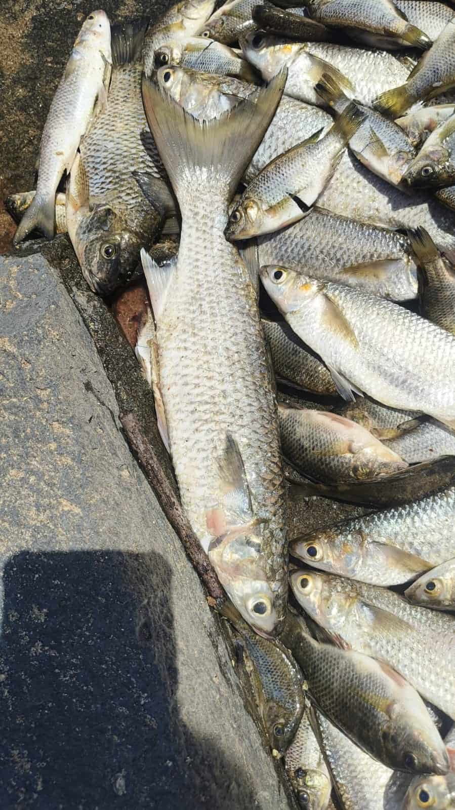 fish in a bucket