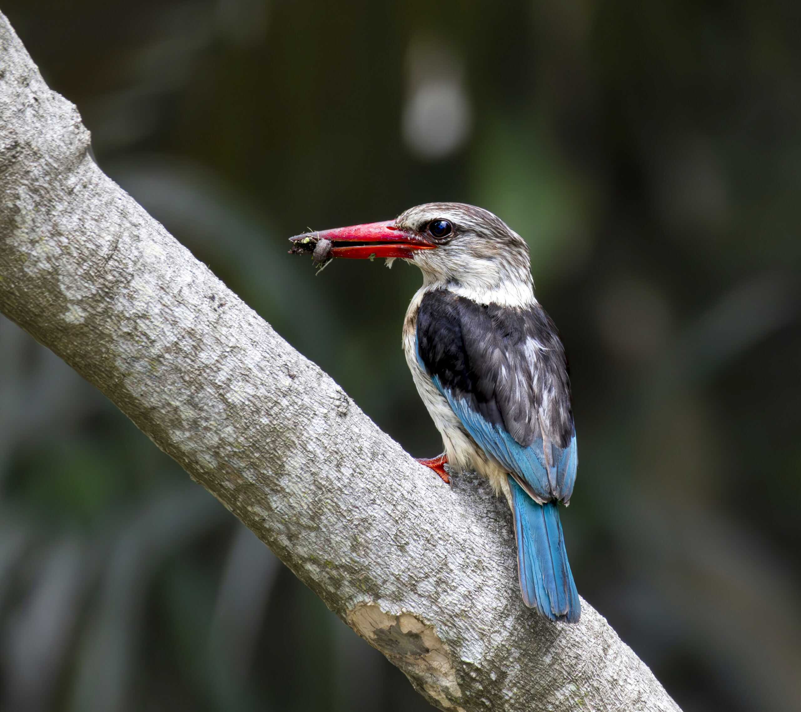 a kingfisher on a branch