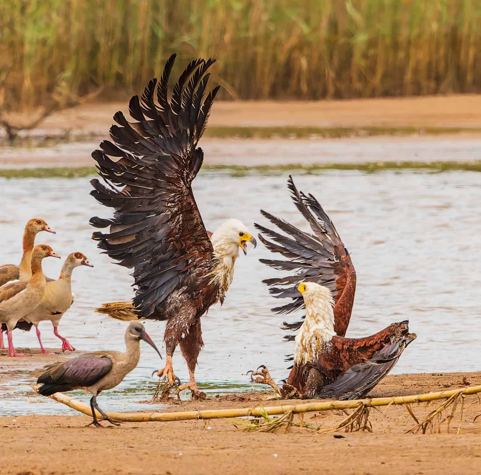 two eagles sparring near a watering hole with other birds looking on