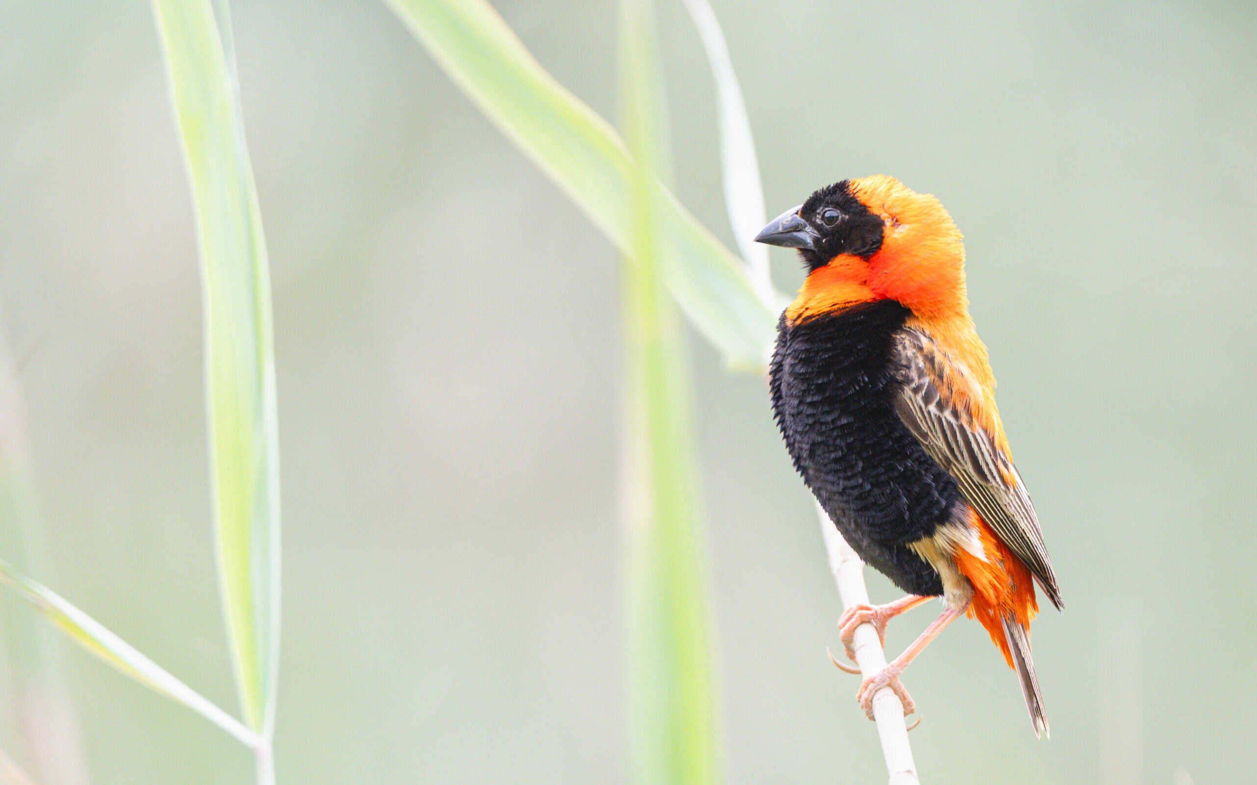 a bishop bird on a branch