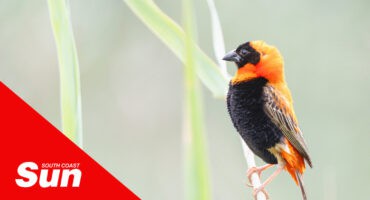 a photograph of a bishop bird on a branch