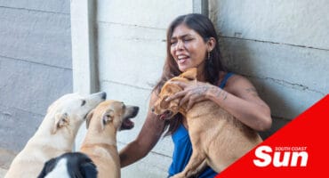 a woman crouched against a fence, multiple dogs jumping up to get her attention