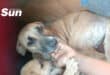 a dog by petted, her pup pawing at the hand