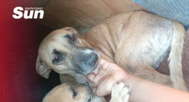a dog by petted, her pup pawing at the hand