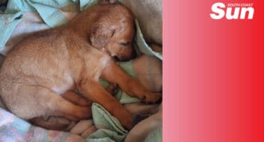 a puppy sleeping on a colourful blanket
