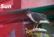 A large black sparrowhawk perched on a fence pole.