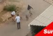 teenagers on a road with multiple malnourished dogs