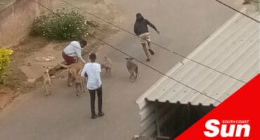teenagers on a road with multiple malnourished dogs