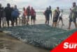 seine netters on a beach with a haul of sardines