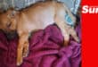 a sleeping puppy on a blanket