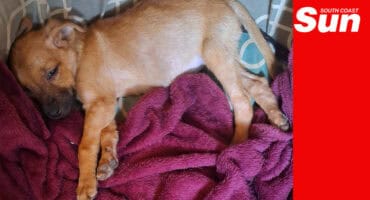 a sleeping puppy on a blanket