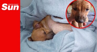 a dog wrapped tightly in a blanket, inset is a dog standing up