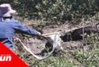 a farmer using rope to free a cow from mud