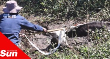 a farmer using rope to free a cow from mud