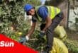 a man cleaning overgrown vegetation along the community staircase