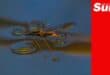 a pair of water striders