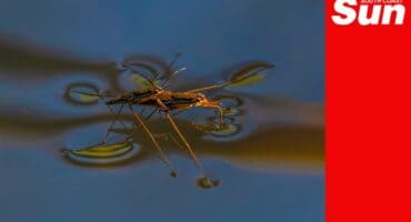 a pair of water striders