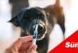 a dog in the background, in focus is a hand holding a needle with the rabies vaccine