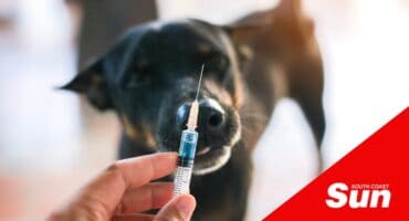 a dog in the background, in focus is a hand holding a needle with the rabies vaccine