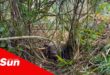 a female bushpig caught in a snare in the woods