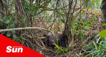a female bushpig caught in a snare in the woods
