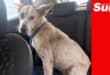 a dog in the backseat of a car