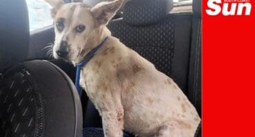 a dog in the backseat of a car