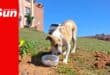 a stray dog outside a flat building eating from a round container