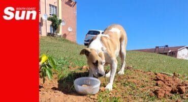 a stray dog outside a flat building eating from a round container