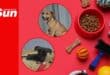 two puppies on a dog themed background