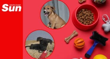 two puppies on a dog themed background