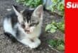 a kitten with various injuries near its right eye