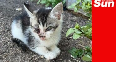 a kitten with various injuries near its right eye