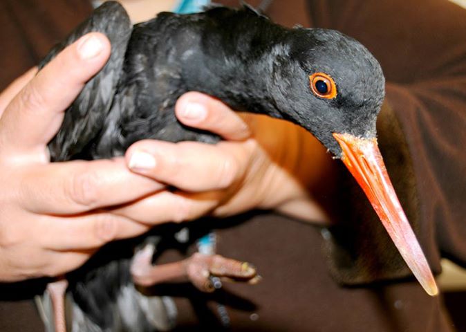 Crow's latest charge, an African black oystercatcher which was caught on a fisherman's line.