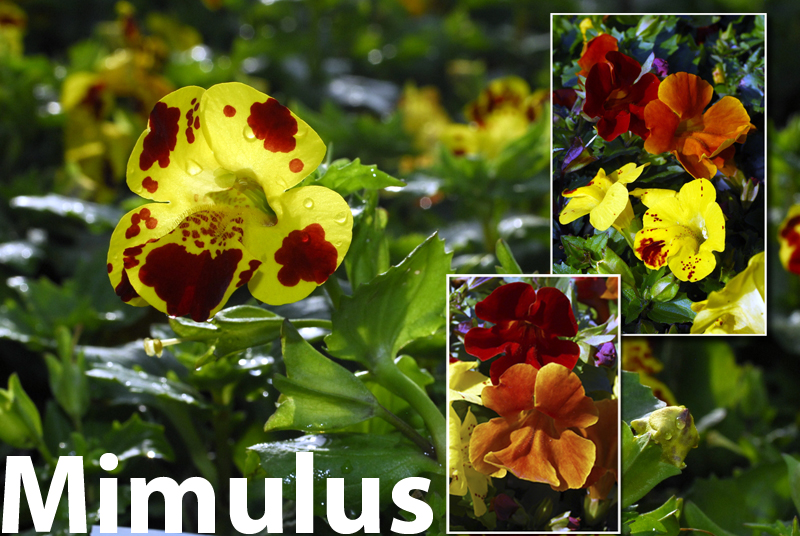 MIMULUS MONKEY MIME