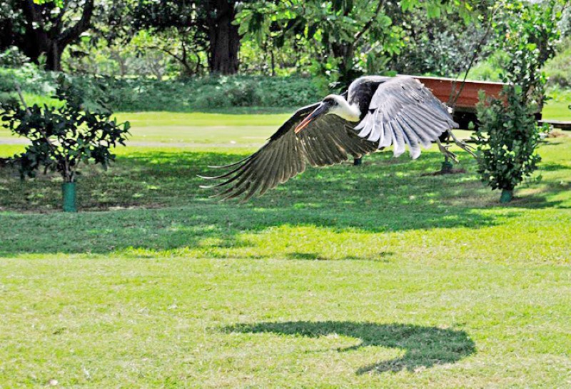 A stork rescued from the Durban Country Club made a speedy recovery at Crow from its hook injuries.