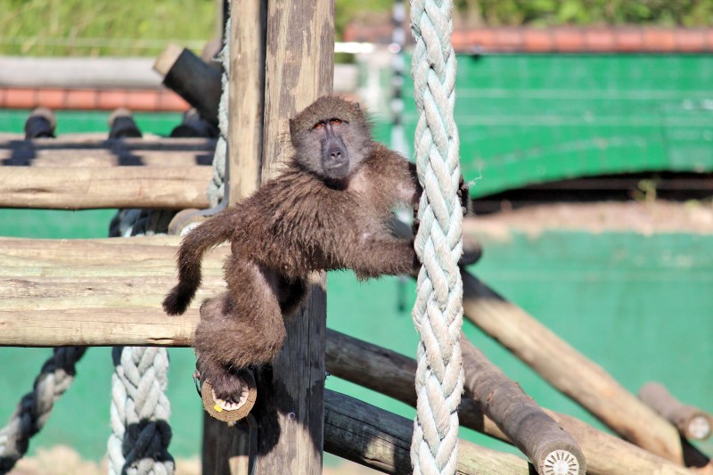 A baby baboon plays in a newly revamped enclosure at Crow.