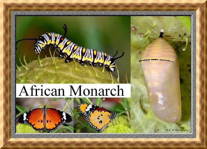 African Monarch 2 (Custom)