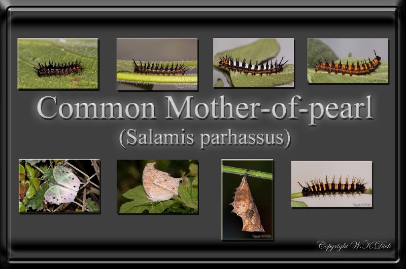 Common Mother of pearl 021113 1 (Custom)