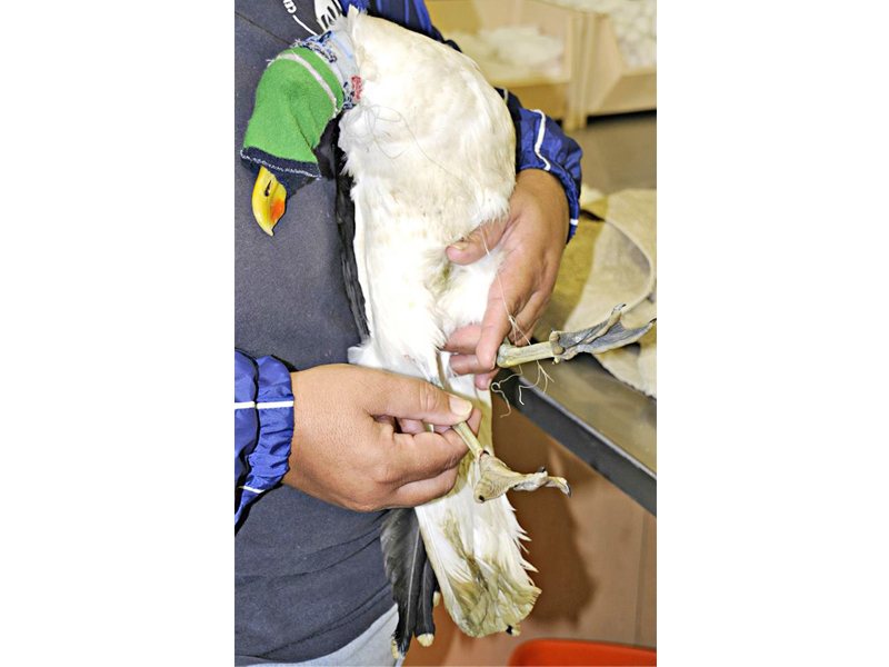 A kelp gull admitted to Crow with a fish hook in its throat.