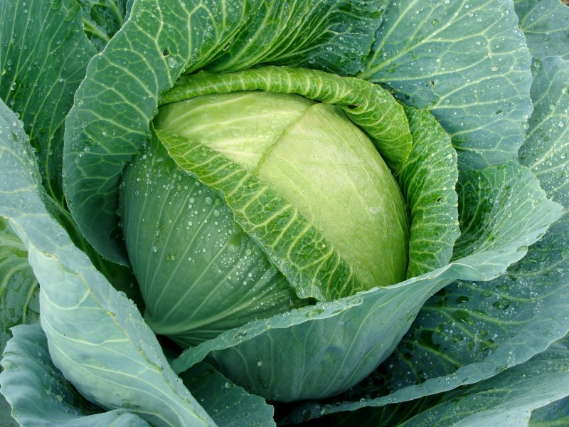 July - Press Release LIAG - Edible gardening - Stewing through July2