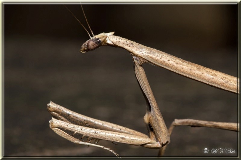 Mantid 240514 8 (Custom)