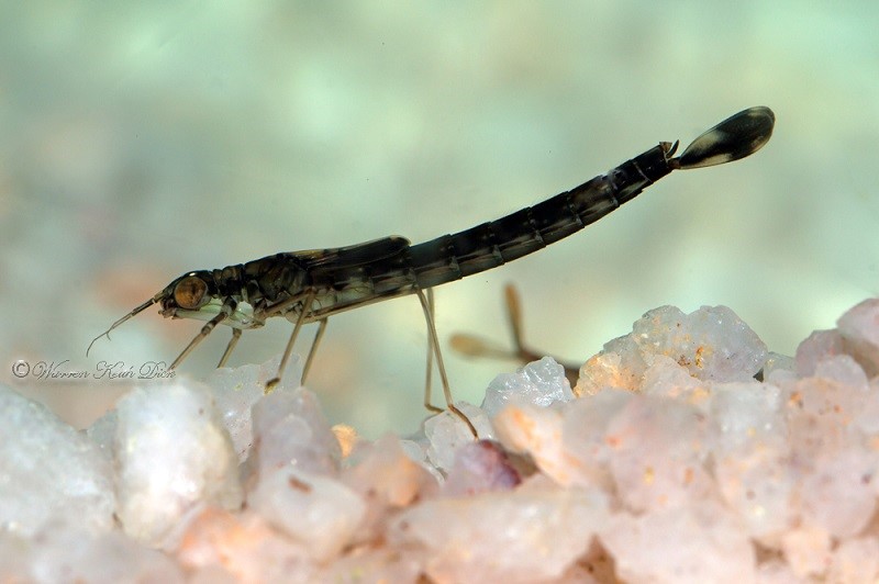 Damselfly 200714 1 ss