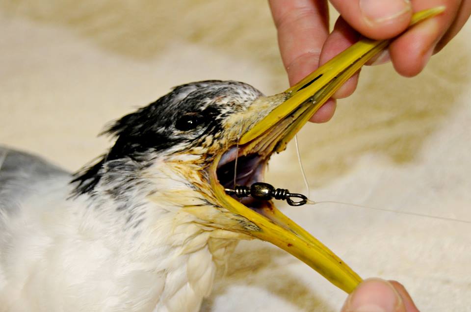 A swift tern with a fish hook lodged in its mouth.