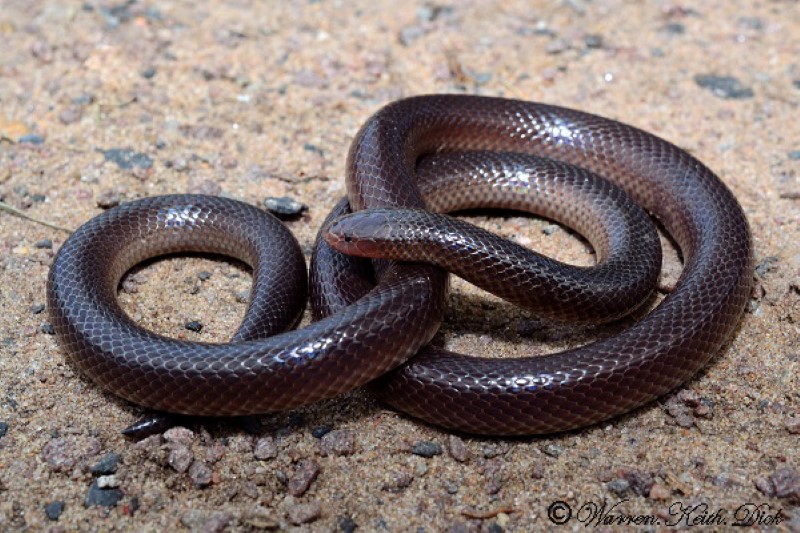 Snake 010213 (Custom)