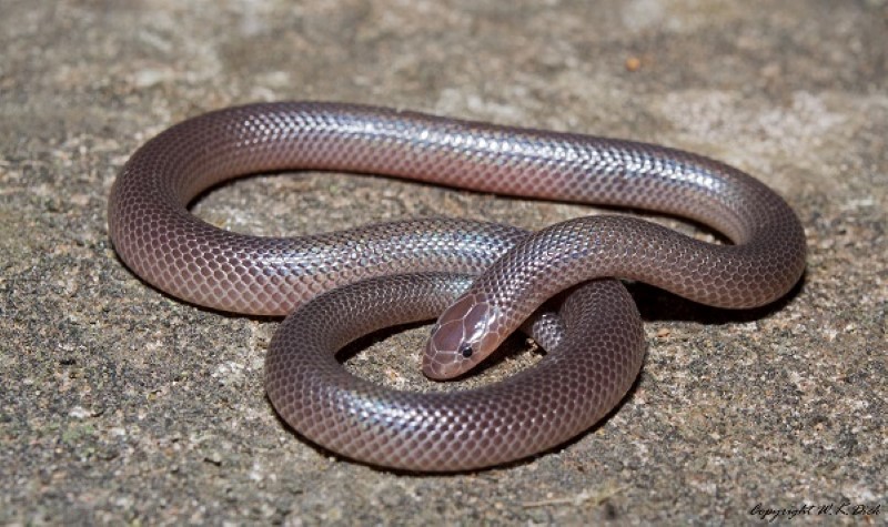 Snake 010813 1 (Custom)