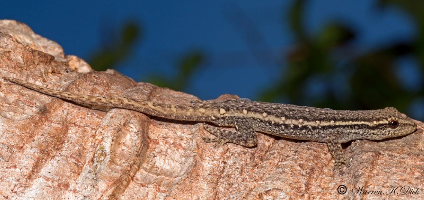 Gecko 081114 (4) (Medium)